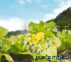 pe'zmoku�w�n���J�[�x
