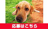 プレゼント
